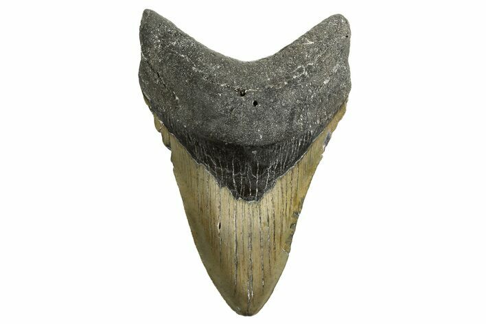 Serrated, Fossil Megalodon Tooth - North Carolina #338548